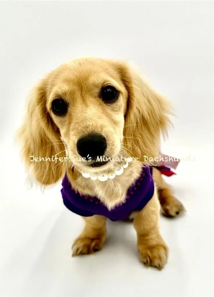 A dog wearing a purple shirt and white necklace.