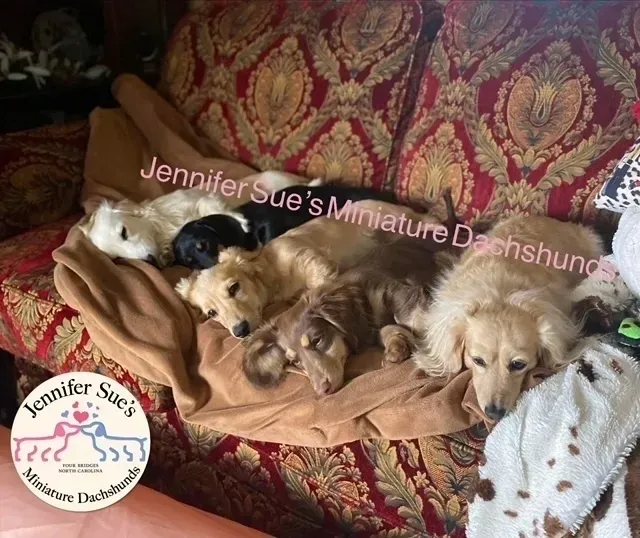 A group of dogs laying on top of a couch.