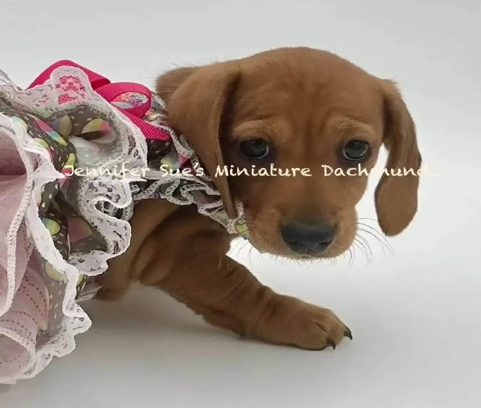 A puppy wearing a dress and sitting on the ground.