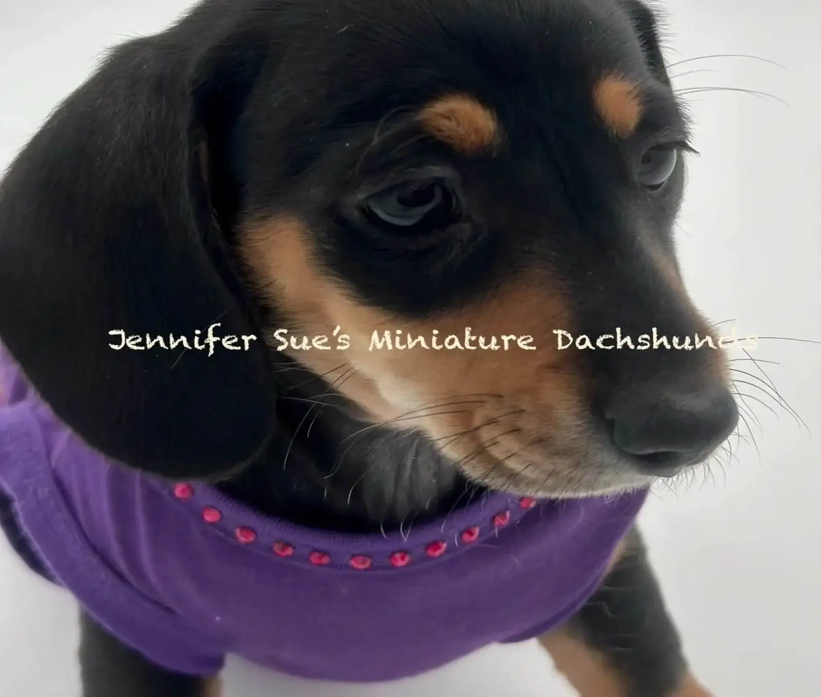 A black and brown dog wearing purple shirt