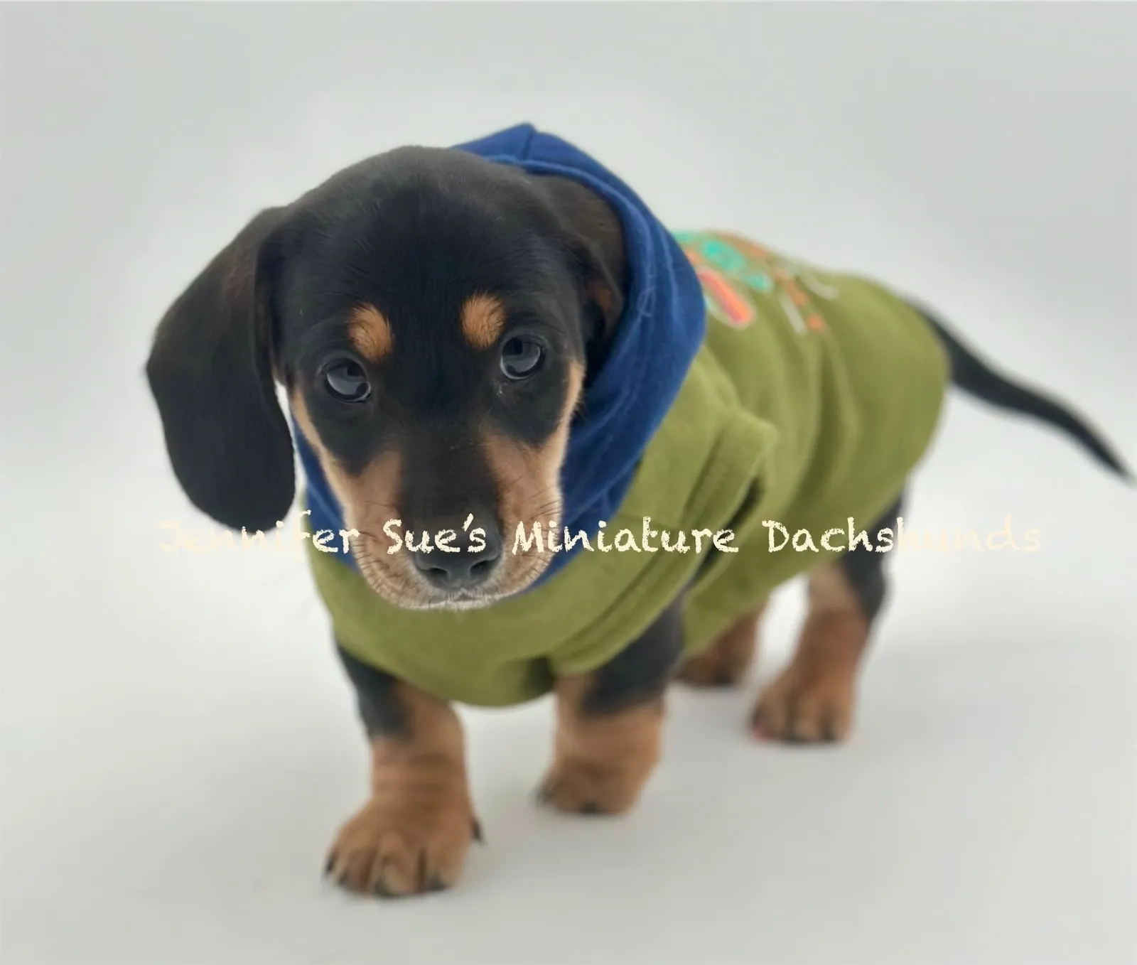 A small dog wearing a green jacket.