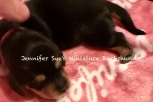 A black and brown puppy is laying on the floor