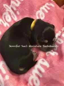 A black and white puppy sleeping on top of a pink blanket.