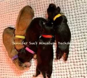 A group of puppies laying on the floor.