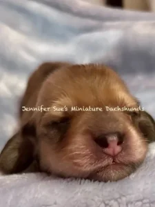 A close up of a puppy sleeping on the blanket