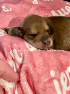 A dog is sleeping on the bed