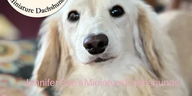 A close up of a dog 's face with text