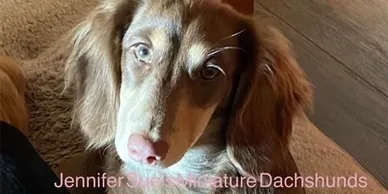 A close up of a dog 's face with the eyes closed.