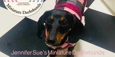 A black and brown dachshund wearing a pink shirt.