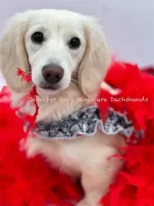 A dog wearing a red and black dress