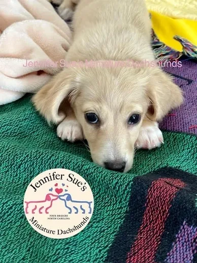 A puppy is laying on the blanket with its head up.