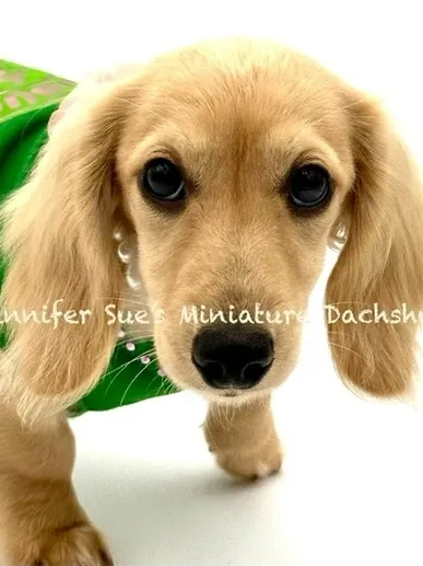 A close up of a dog wearing a green shirt