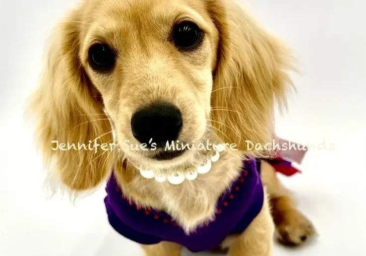 A dog wearing a purple shirt and white necklace.