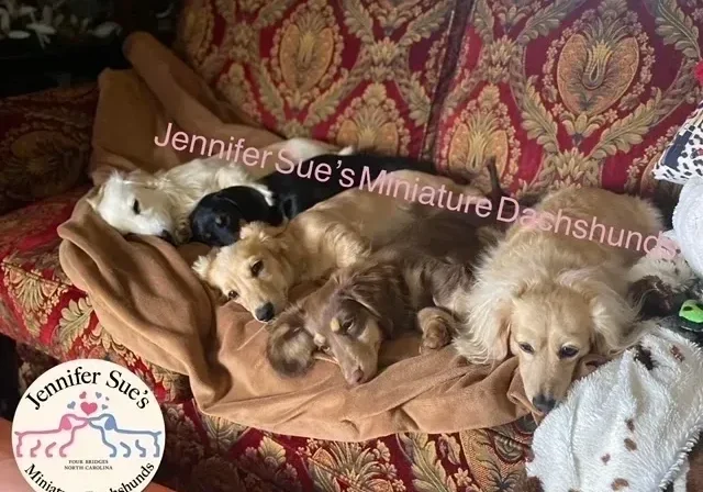 A group of dogs laying on top of a couch.