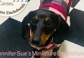 A black and brown dachshund wearing a pink shirt.
