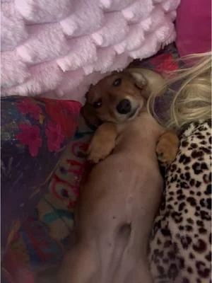 Frankie... #jennifersuesminiaturedachshunds #jennifersuesdachshunds #jennifersue #fourbridges...